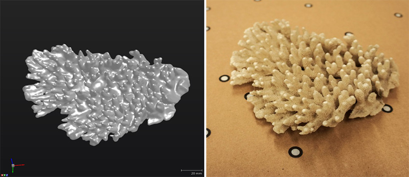 On the left, a dead coral being scanned, on the right, the 3D scans result