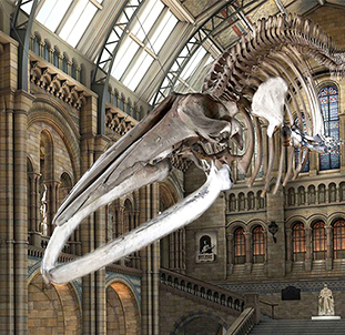 Museu de História Natural de Londres: projeto de digitalização 3D de uma baleia azul