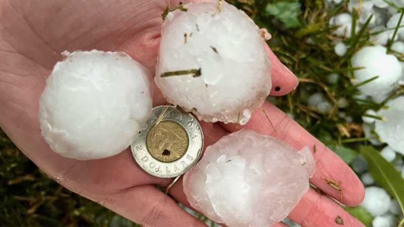 A picture of 3 hailstones in a person’s hand, which are more than double the size of a Canadian two-dollar coin.