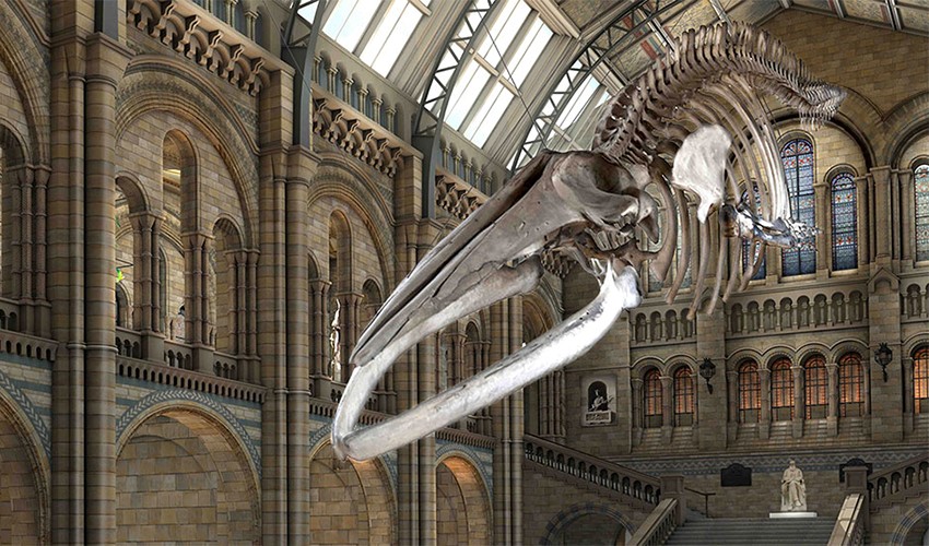 ロンドン自然史博物館に新たに展示されたシロナガスクジラの骨格標本「ホープ」