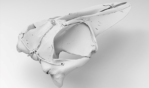 長さ6メートルに及ぶシロナガスクジラの頭蓋骨の初回スキャンによる3Dレンダリング・ビュー