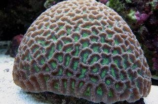 A domed shape brain coral, an example of the corals Kyle plans to study in his 3D documentation project
