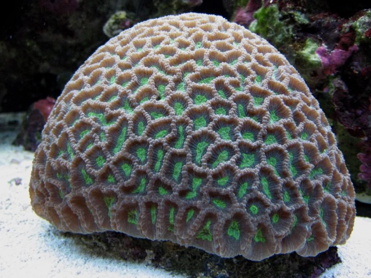 A domed shape brain coral, an example of the corals Kyle plans to study in his 3D documentation project