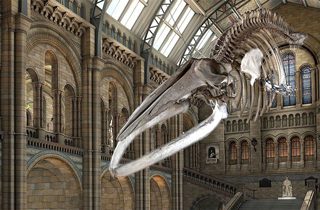 Skeleton of Hope The blue Whale
